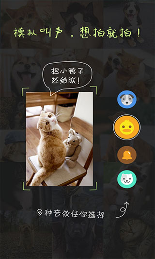 萌宠相机app第2张手机截图
