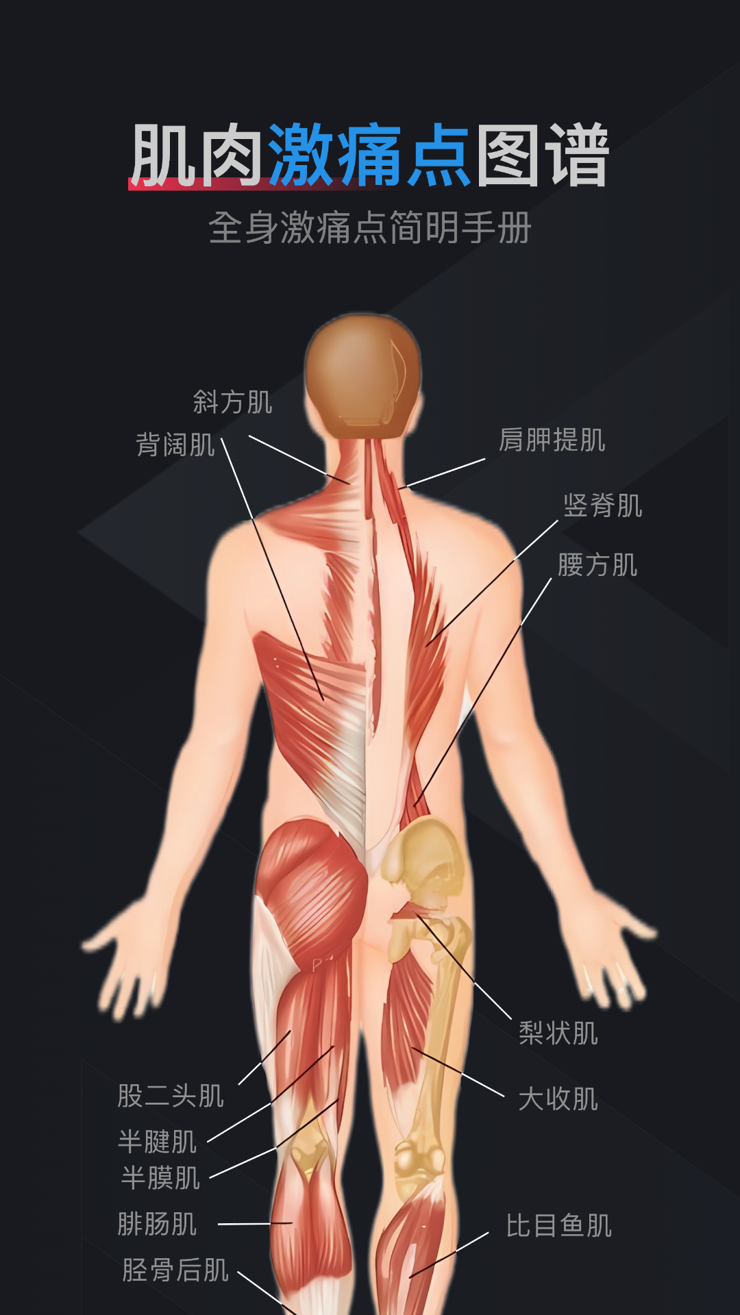 肌肉激痛点图谱第1张手机截图