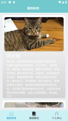 猫咪解压馆第1张手机截图